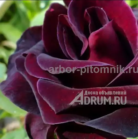Саженцы кустовых роз из питомника, каталог роз в большом ассортименте в питомнике Арбор в Москвe, фото 12