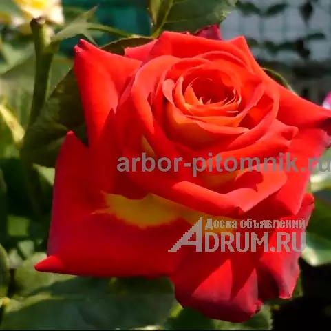 Саженцы кустовых роз из питомника, каталог роз в большом ассортименте в питомнике Арбор в Москвe, фото 9