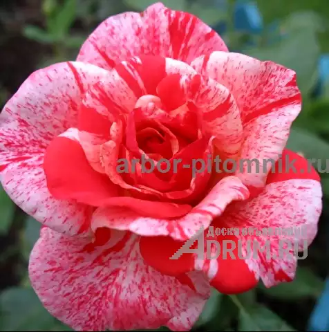 Саженцы кустовых роз из питомника, каталог роз в большом ассортименте в питомнике Арбор в Москвe, фото 11