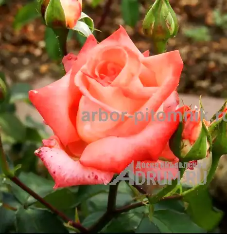 Саженцы кустовых роз из питомника, каталог роз в большом ассортименте в питомнике Арбор в Москвe, фото 10
