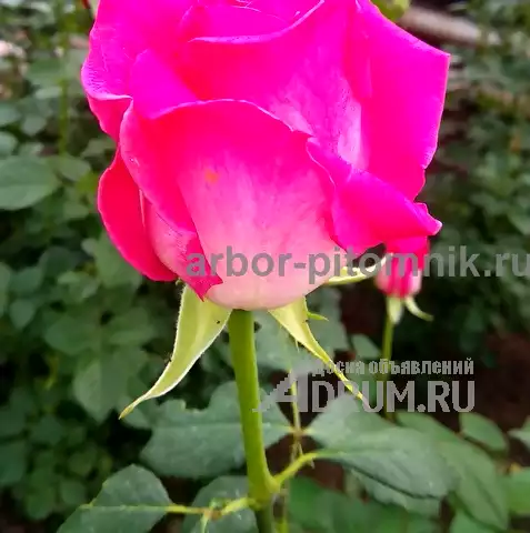 Саженцы кустовых роз из питомника, каталог роз в большом ассортименте в питомнике Арбор в Москвe, фото 2
