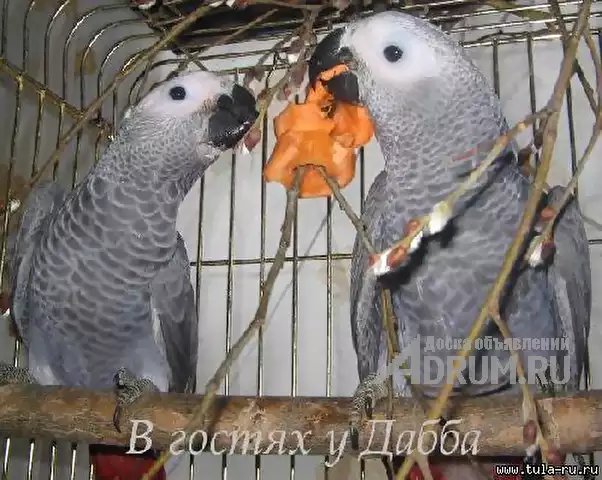 Жако и Амазоны птенцы выкормыши говорящие от заводчика в Самаре, фото 2