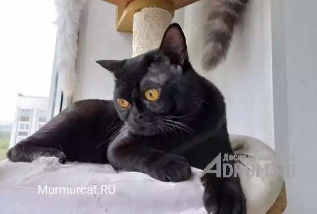 Бомбейские котята, питомник Murmurcat Москва, Москва