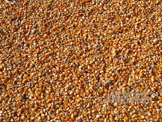 Кукуруза фуражная оптом от производителя. 13000 руб/тонна. в Уварово