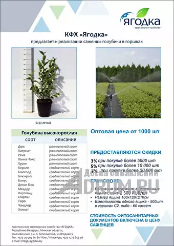 Продажа оптом элитных саженцев голубики для плантации в Астрахань