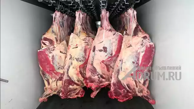 Мясо говядины оптом, в Салехард, категория "С/х животные"