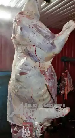 Мясо-говядина порода СИММЕНТАЛЬСКАЯ в полутушах в Югорске, фото 2