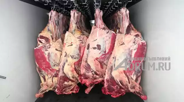 Мясо-говядина порода СИММЕНТАЛЬСКАЯ в полутушах в Югорске, фото 3