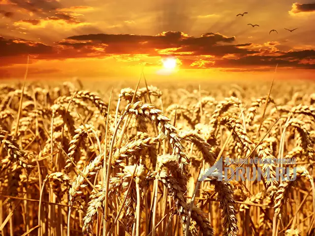 Пшеница 3 класса от производителя. 15500 руб/тонна., в Урюпинске, категория "Сельское хозяйство"