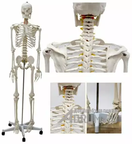 Анатомическая Модель скелета человека 170 см на роликовой подставке, Москва