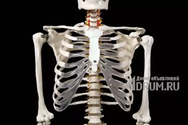Анатомическая Модель скелета человека 170 см на роликовой подставке в Москвe, фото 4