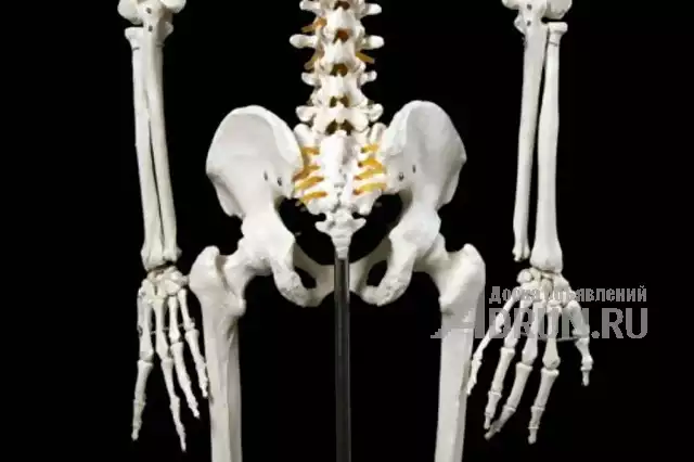 Анатомическая Модель скелета человека 170 см на роликовой подставке в Москвe, фото 5