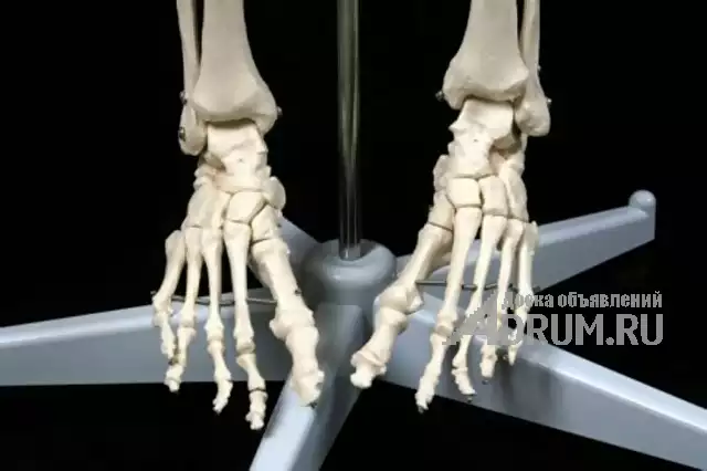 Анатомическая Модель скелета человека 170 см на роликовой подставке в Москвe, фото 6