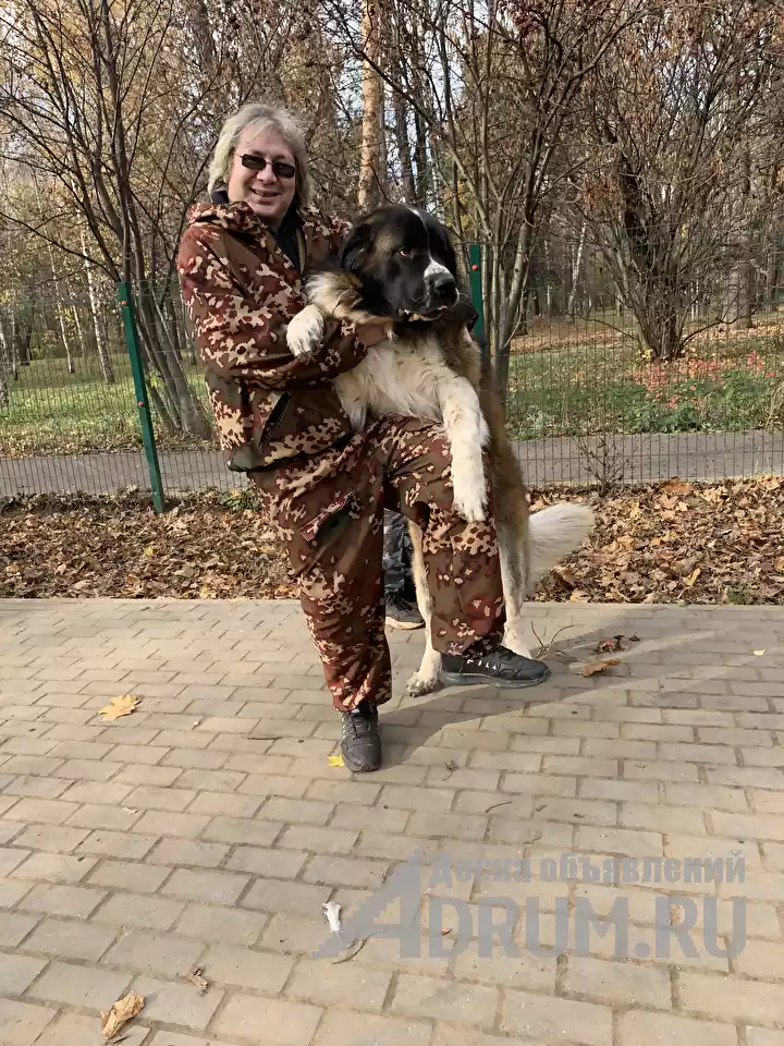 КИНОЛОГ: профессиональная дрессировка собак в Москвe, фото 6