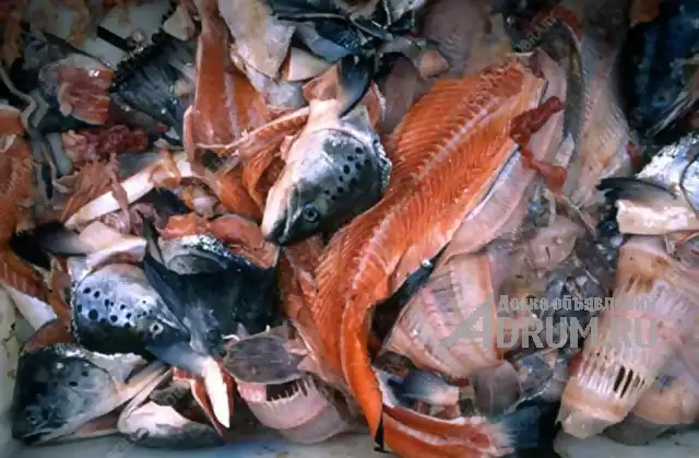 Покупаем рыбные отходы 40 тонн в сутки, в Казани, категория "Продовольствие, продукты питания"