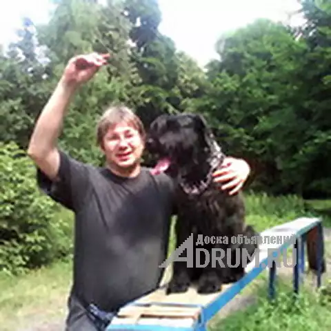 КИНОЛОГ: профессиональная дрессировка собак в Москвe, фото 2