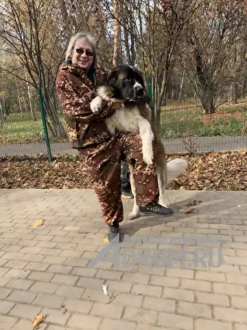 КИНОЛОГ: профессиональная дрессировка собак в Москвe, фото 6