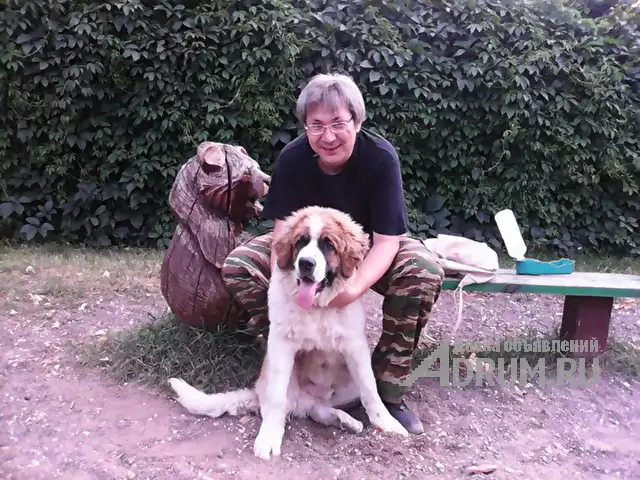 КИНОЛОГ: профессиональная дрессировка собак, в Москвe, категория "Уход за животными"