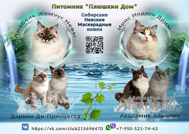 сибирские невские маскарадные котята, в Лангепасе, категория "Кошки, котята"