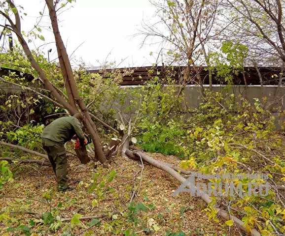 Расчистка участков, в Тамбове, категория "Сад, благоустройство"