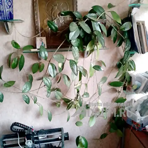 Продаю восковой плющ (лиана), в Сочи, категория "Растения, саженцы, рассада"