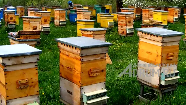Готовый состав для обработки пчелиных ульев на основе нафтената меди, в Новосибирске, категория "Зоотовары, корма"