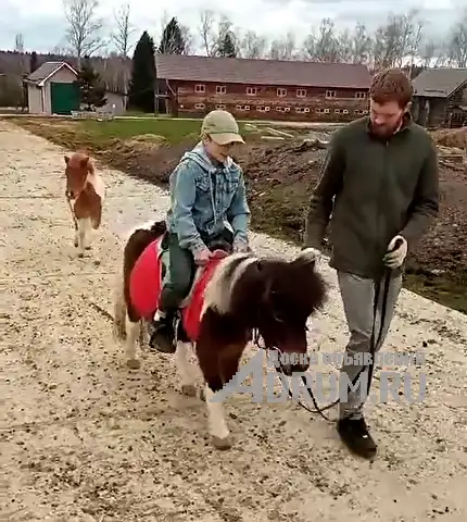 Катание на пони! в Москвe
