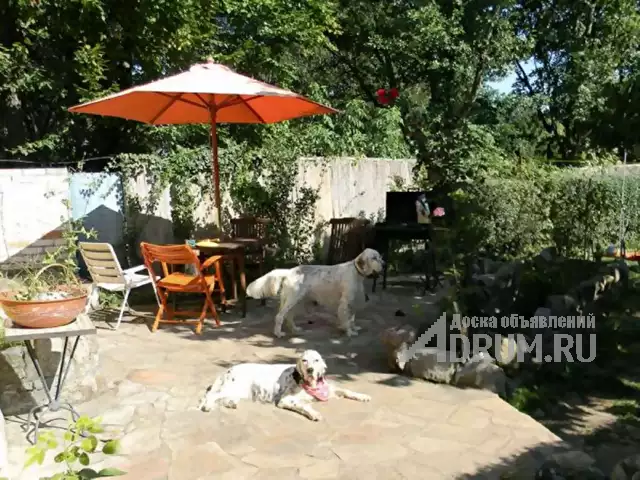 Гостиница для собак с домашней обстановкой, в Москвe, категория "Уход за животными"