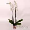 Орхидея фаленопсис кембридж белый, 70 - 75 см в Москвe