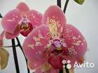 Орхидея Фаленопсис Phalaenopsis Wild Peach 1, 2 ст, Москва