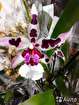 Орхидея Камбрия Беаллара Пегги Рут, в Москвe, категория "Растения, саженцы, рассада"