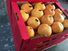 Продаем грейпфрут из Испании, в Москвe, категория "Сельское хозяйство"