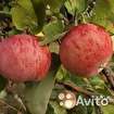 Яблоня домашняя Осеннее Полосатое саженец 100 - 170, в Москвe, категория "Растения, саженцы, рассада"