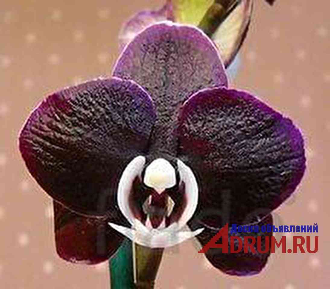 Черная Орхидея фаленопсис Каода