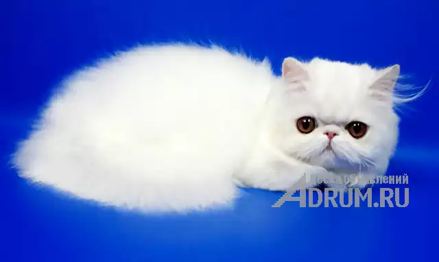 Персидские котята белого окраса в Москвe