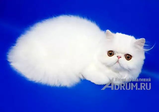 Персидские котята белого окраса в Москвe, фото 2