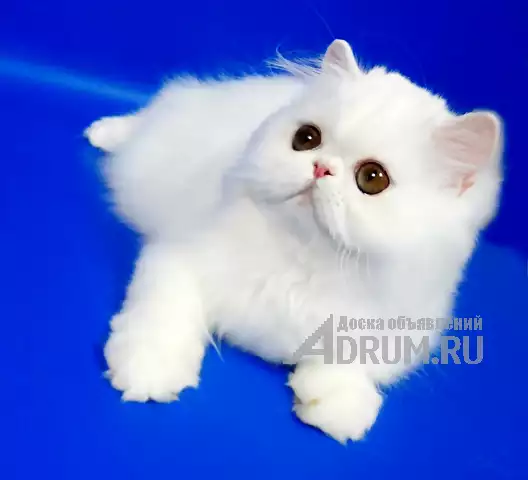 Персидские котята белого окраса в Москвe, фото 3