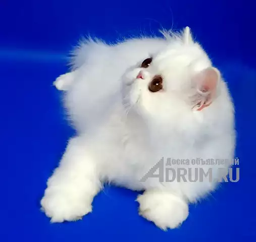 Персидские котята белого окраса в Москвe, фото 4