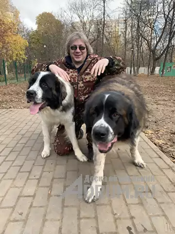 КИНОЛОГ: профессиональная дрессировка собак в Москвe