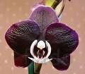 Фаленопсис Каода Твинкл 2 ст - черная орхидея в Москвe