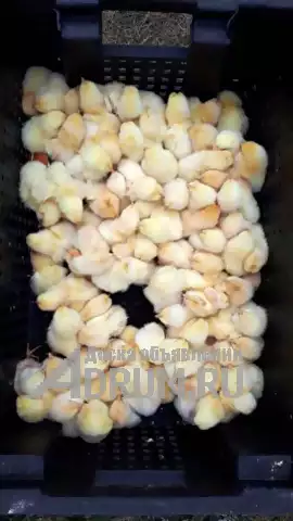 Суточные цыплята на корм животным, заморозка, в герметичных пакетах по 2 кг в Екатеринбург, фото 2
