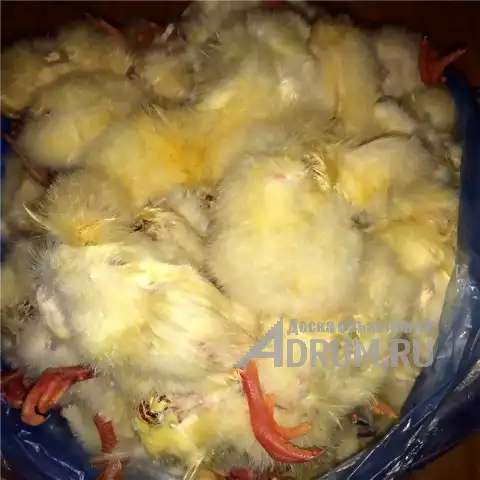 Суточные цыплята на корм животным, заморозка, в герметичных пакетах по 2 кг в Екатеринбург