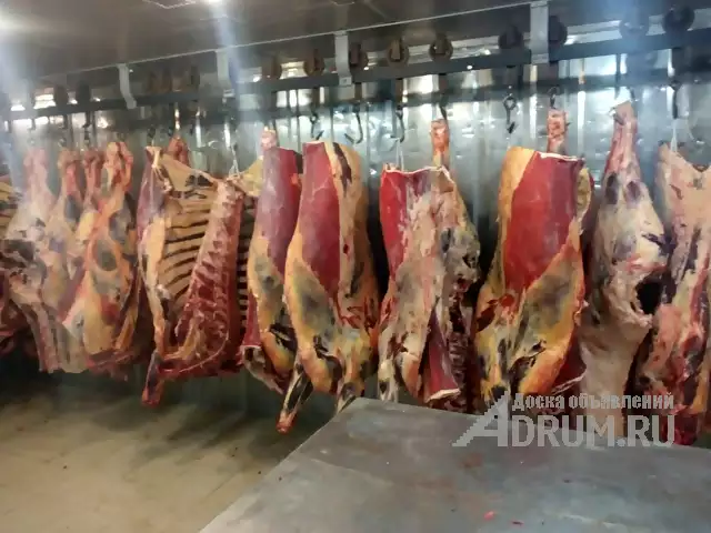Продается действующий бизнес по убою и разделки мяса КРС и свинины в Курской области в Хомутовке, фото 7
