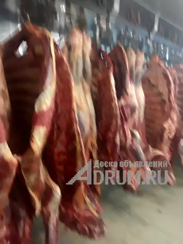 Продается действующий бизнес по убою и разделки мяса КРС и свинины в Курской области в Хомутовке, фото 8