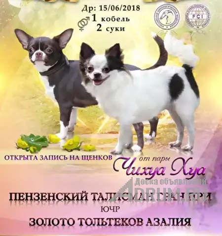 Продажа щеночков чихуахуа. с документами РКФ в Владимир, фото 2
