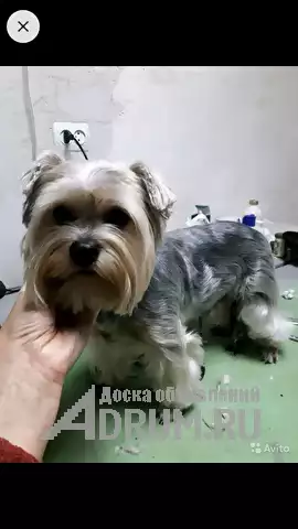 Ветеринарный врач, Кропоткин