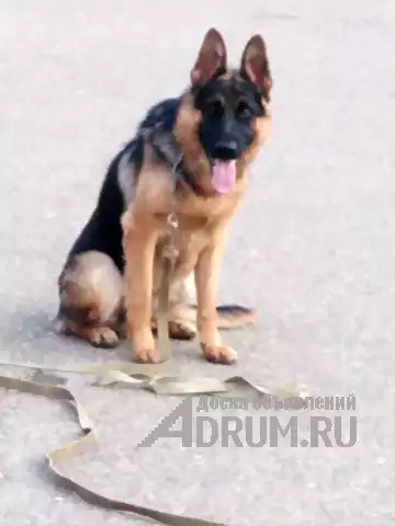 Профессиональная дрессировка породистых собак, Краснодар
