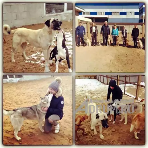 Кинологический центр дрессировки собак в Москвe, фото 3