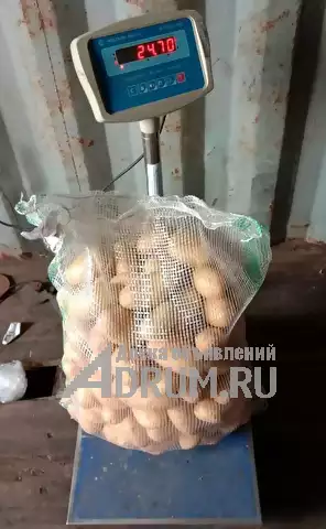 Картофель оптом нового урожая – сорт Мелодия, мытый в Москвe, фото 2