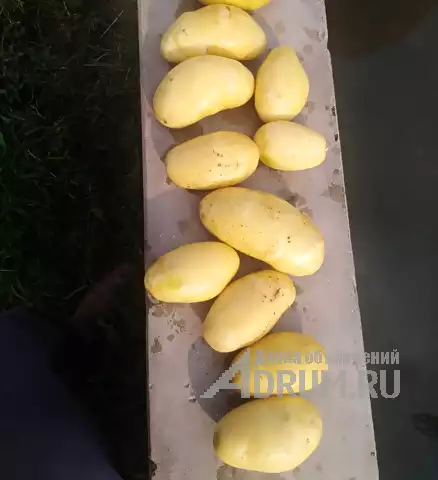 Картофель оптом нового урожая – сорт Мелодия, мытый в Москвe